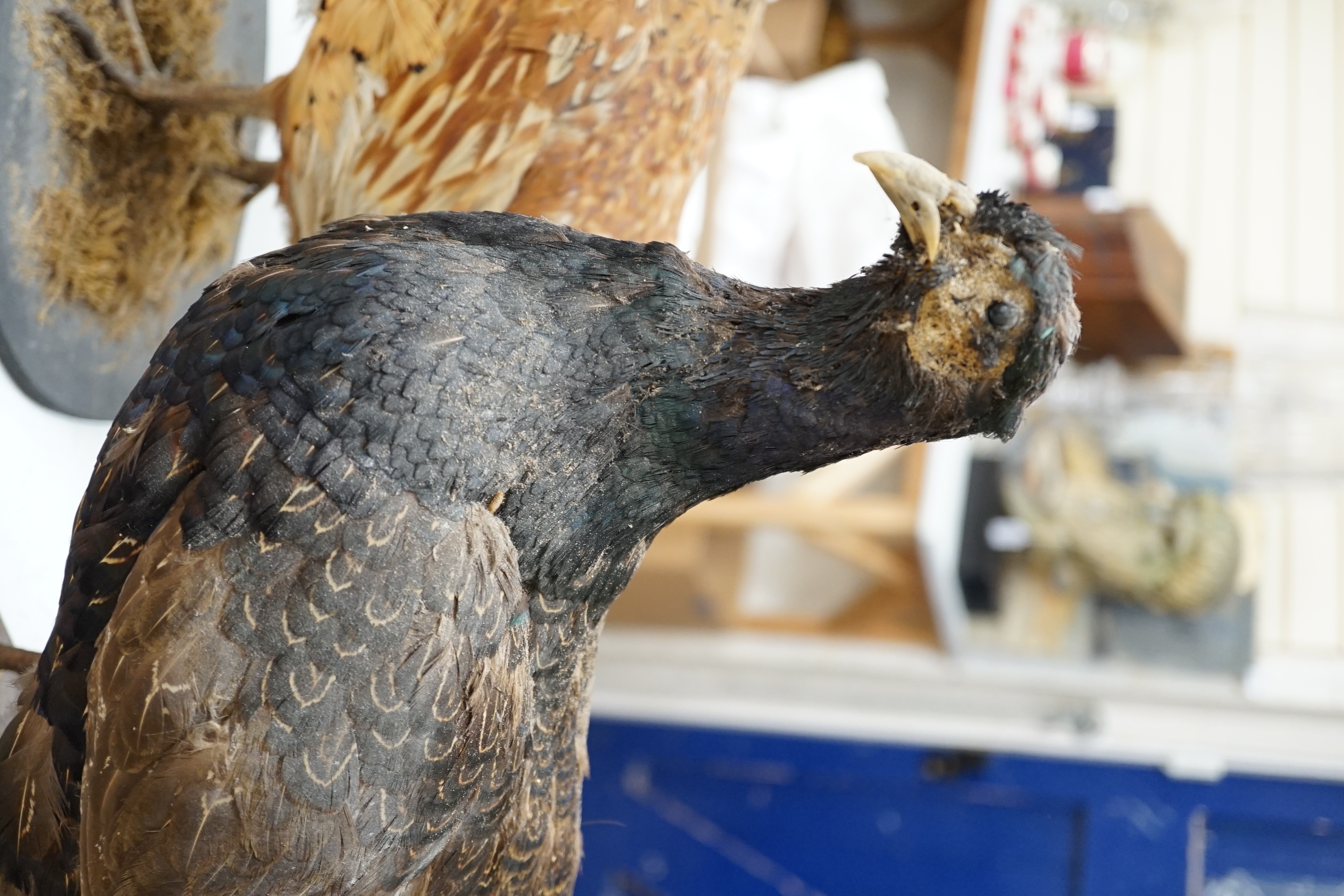 Two taxidermic pheasants on stands, largest 76cms from head to tail